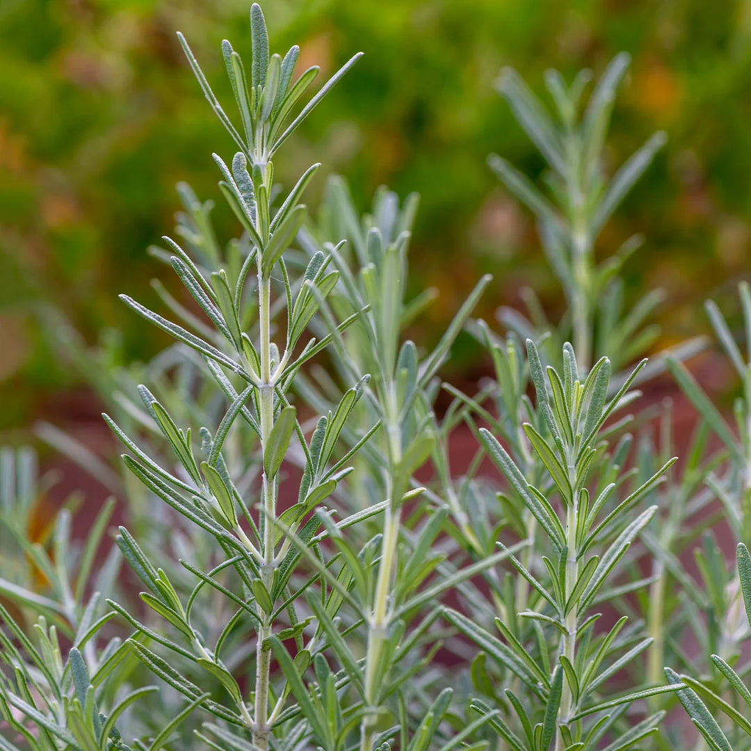 Rosemary - Burpee Seeds