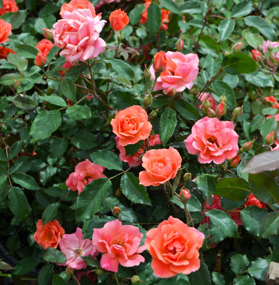Burst of Joy - Weeks Rose