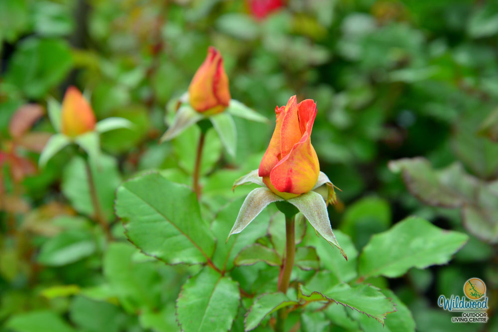 Rosie the Riveter - Weeks Rose