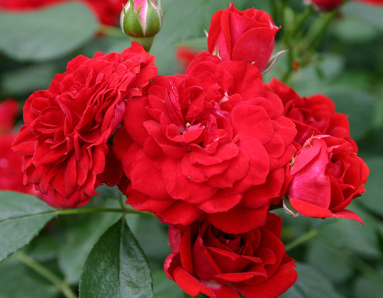 Veranda® Roxanne™ - Star Roses and Plants