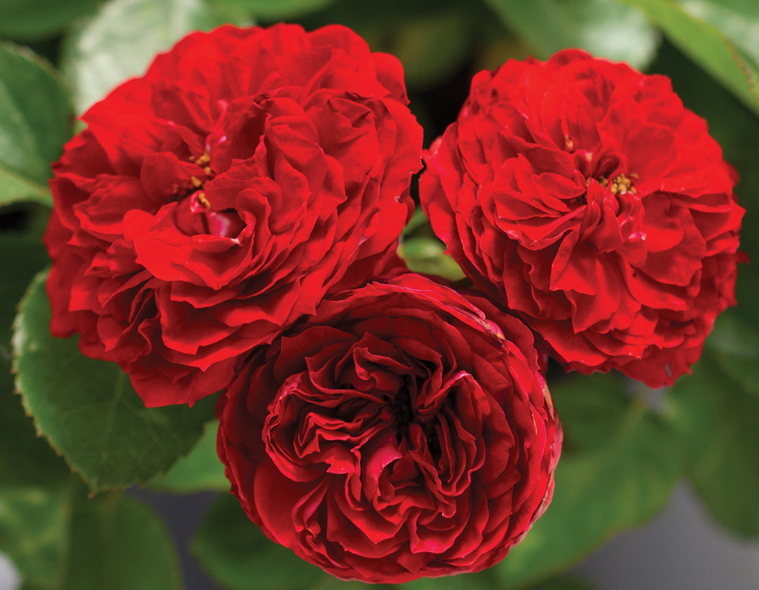 Veranda® Roxanne™ - Star Roses and Plants