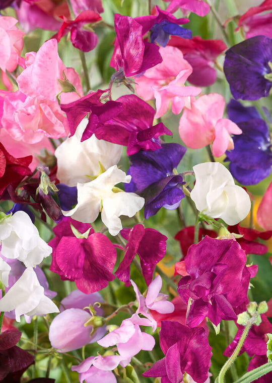 Sweet Peas Royal Family Mixed Colours Jumbo - Ontario Seed Company