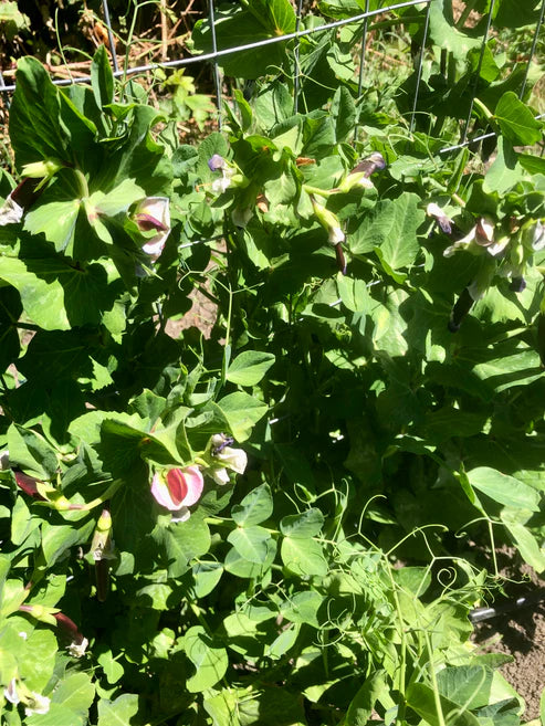 Royal Snap II - Saanich Organics