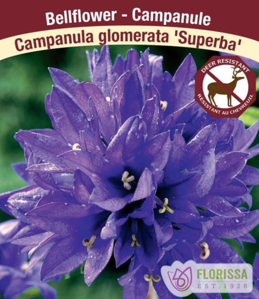 Campanula - Superba, 1 Pack
