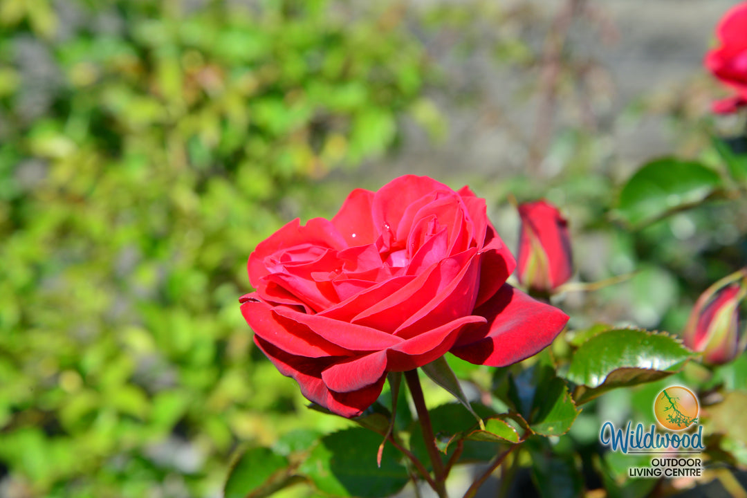 Ruby Red™ - Star Roses and Plants