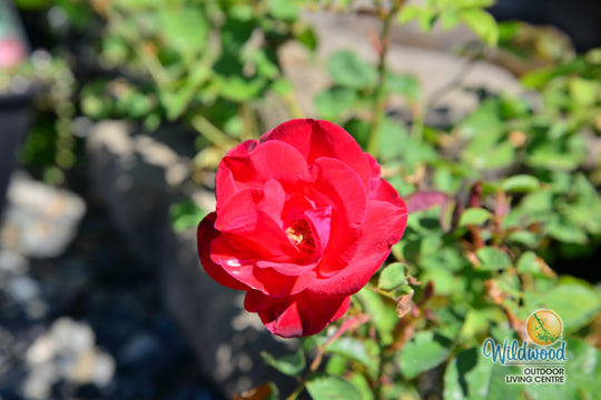 Ruby Red™ - Star Roses and Plants