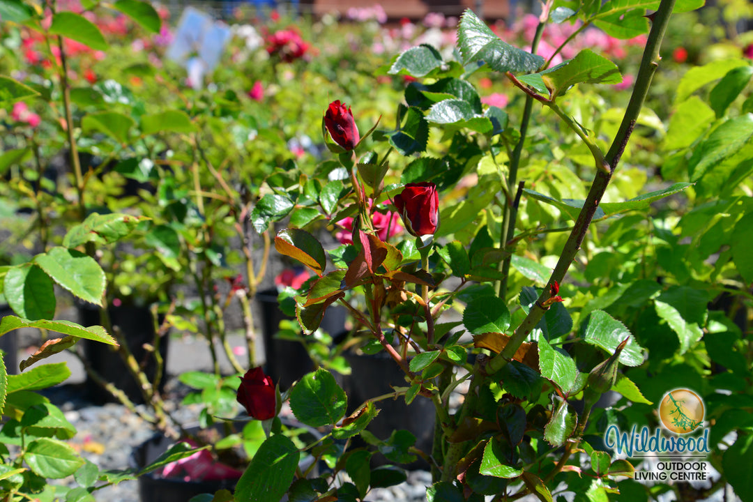 Ruby Red™ - Star Roses and Plants