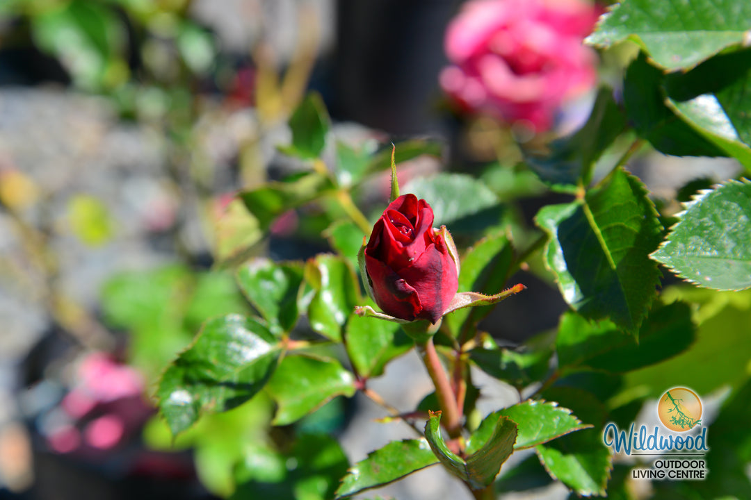 Ruby Red™ - Star Roses and Plants