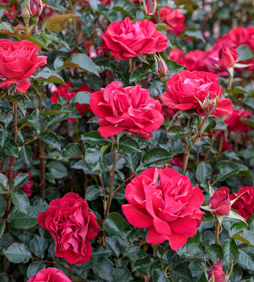 Ruby Red™ - Star Roses and Plants