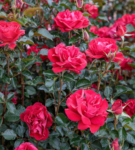 Ruby Red™ - Star Roses and Plants