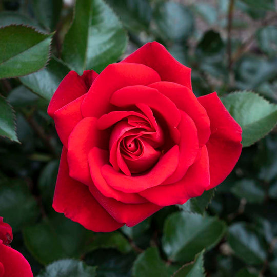 Ruby Red™ - Star Roses and Plants