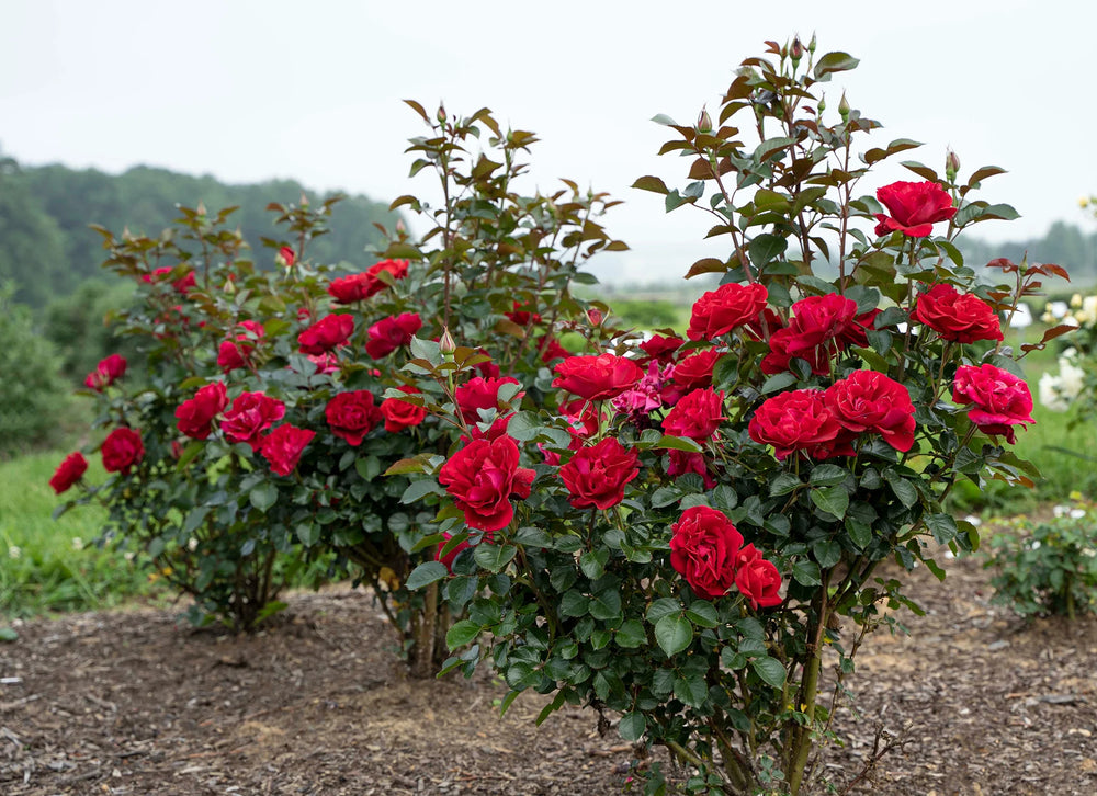 Ruby Red™ - Star Roses and Plants