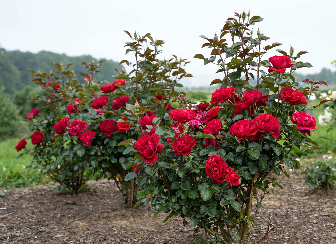 Ruby Red™ - Star Roses and Plants