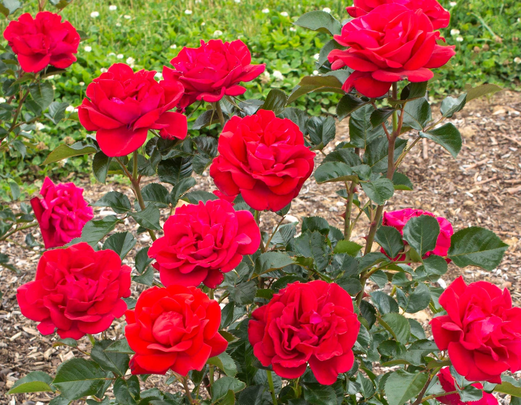 Ruby Red Roses Image Ruby Red™ - Star Roses and Plants – Wildwood Outdoor Living