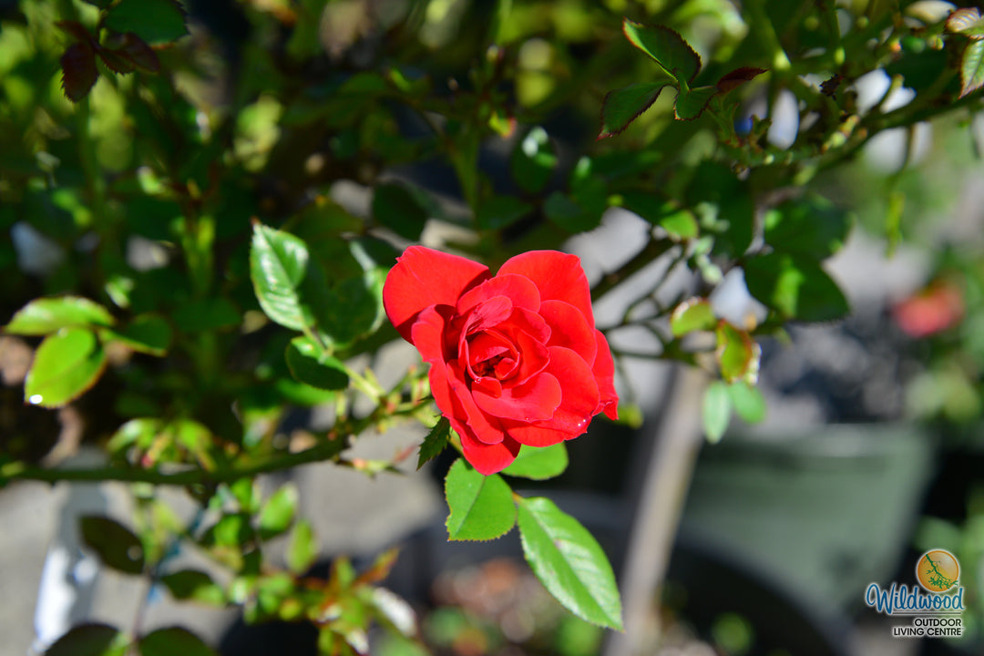 Ruby Ruby - Weeks Rose