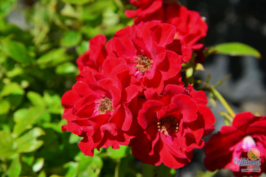 Ruby Ruby - Weeks Rose