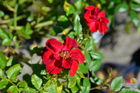 Ruby Ruby - Weeks Rose