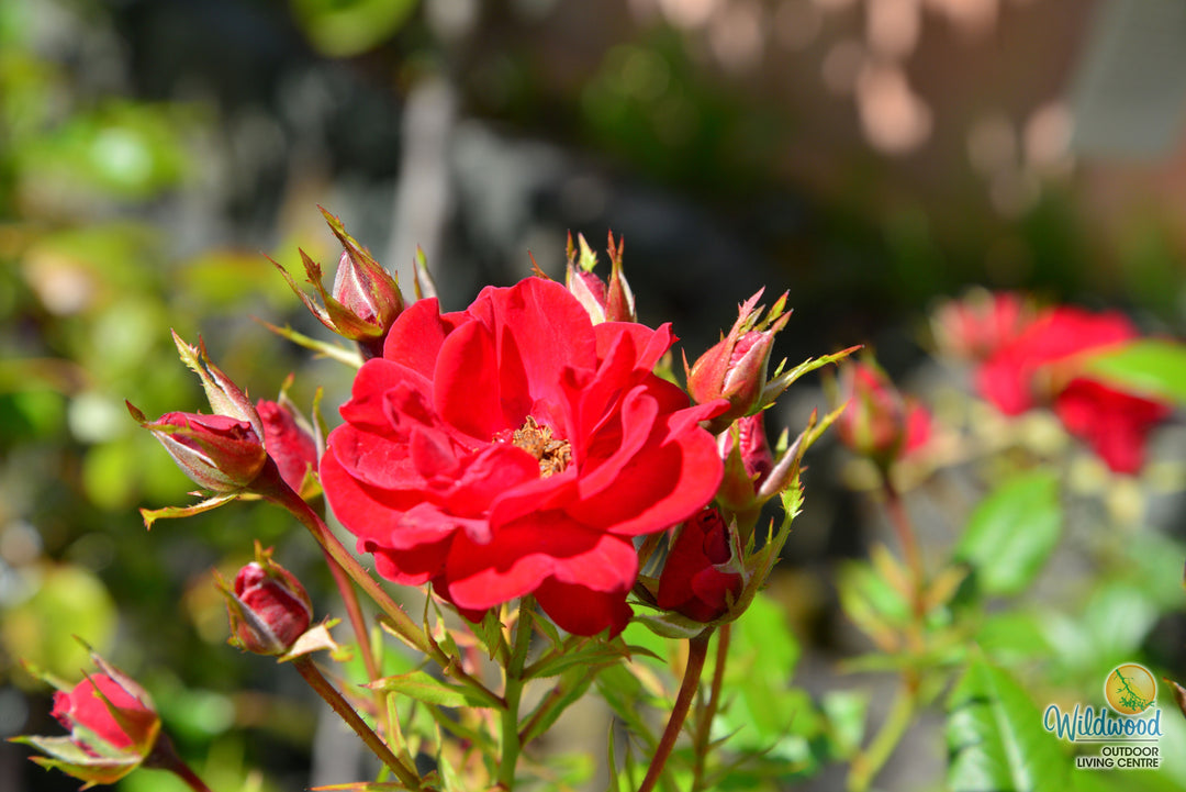 Ruby Ruby - Weeks Rose