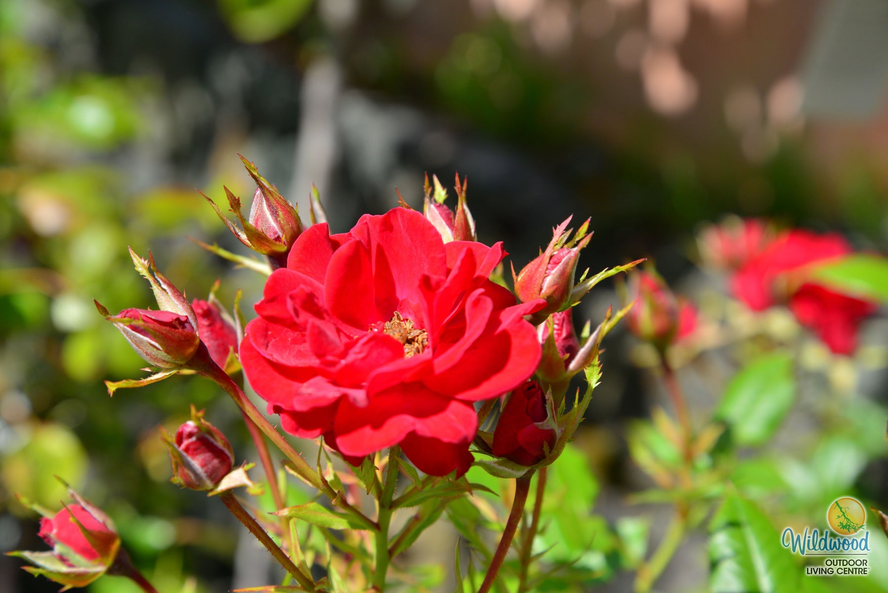 Ruby Ruby Rose Weeks Ruby Ruby | Miniature Rose | Weeks Rose – Wildwood Outdoor Living