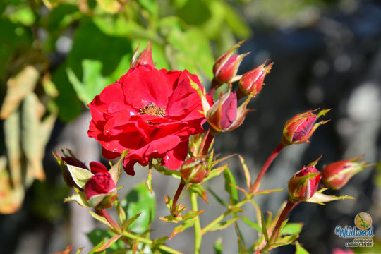 Ruby Ruby - Weeks Rose