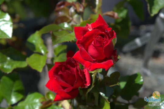 Ruby Ruby - Weeks Rose