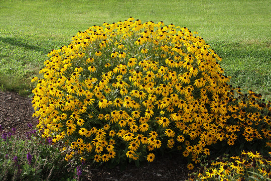 Rudbeckia - American Gold Rush, 1 Pack