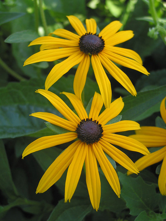 Rudbeckia - Goldstrum, 1 Pack
