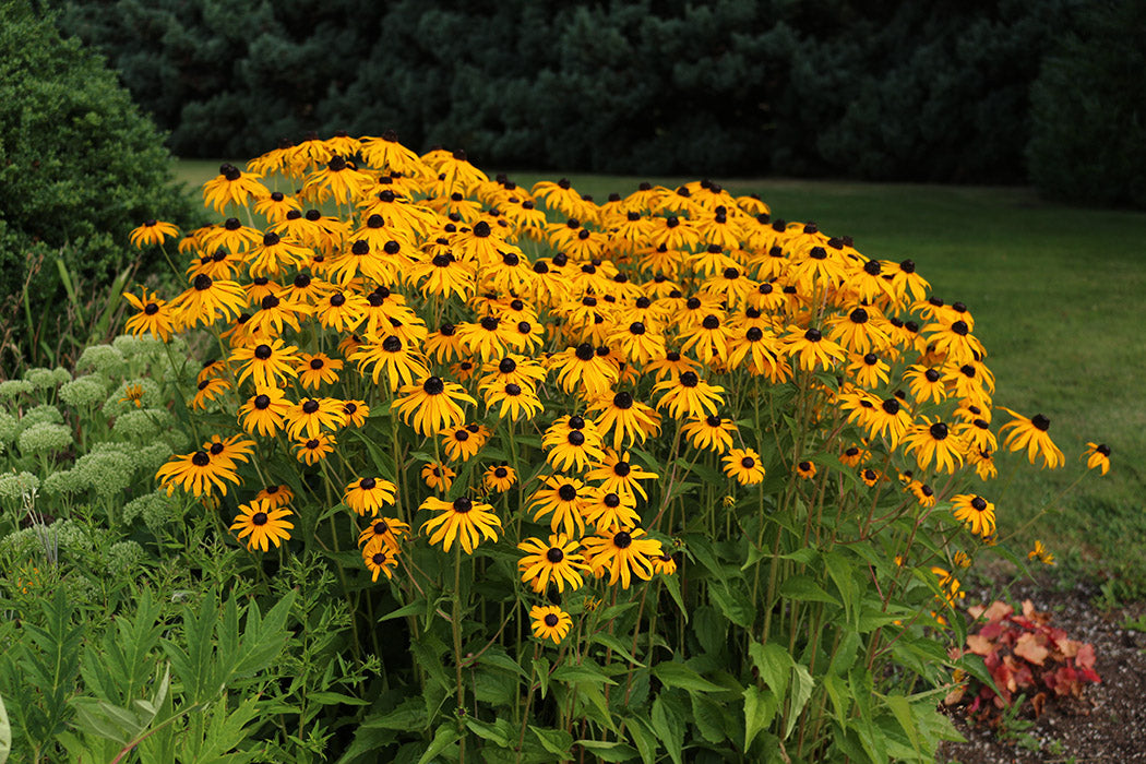 Rudbeckia - Goldstrum, 1 Pack
