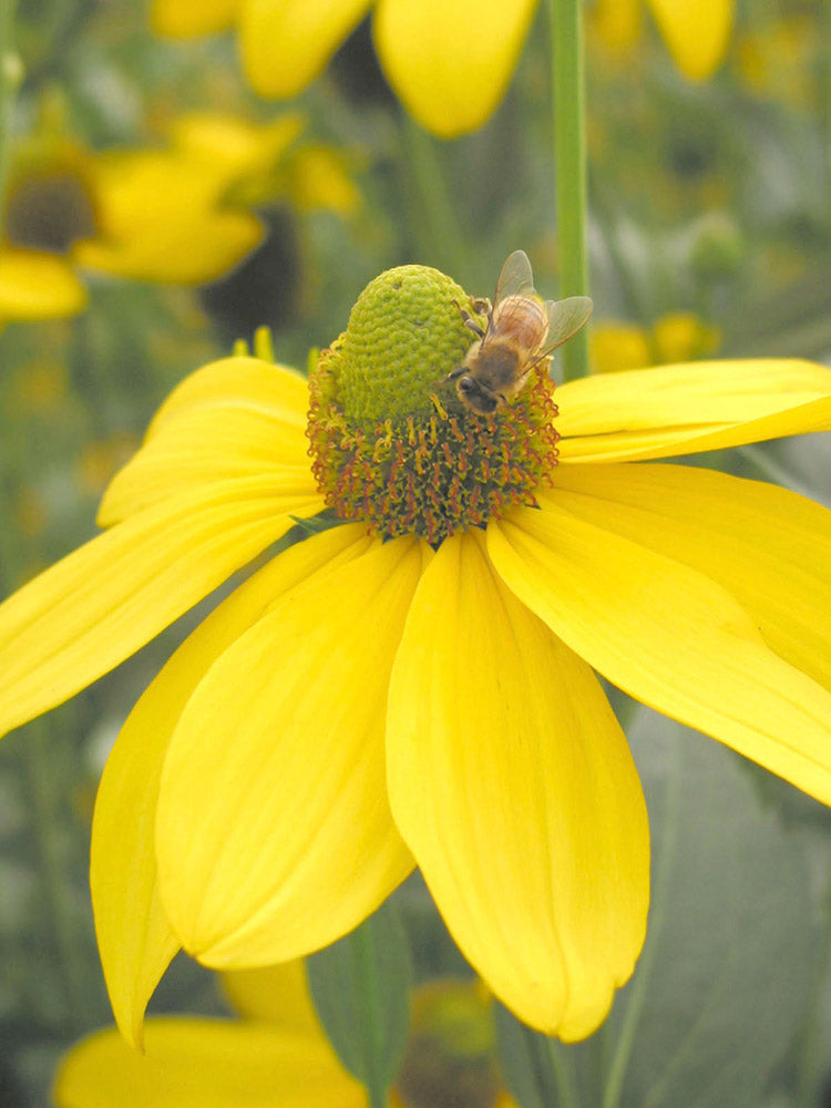Rudbeckia - Herbstsonne, 1 Pack