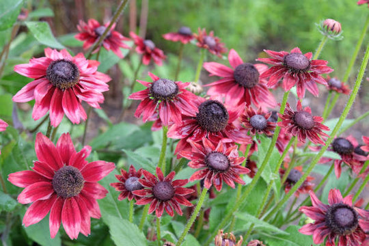 Rudbeckia - Cherry Brandy, 1 Pack