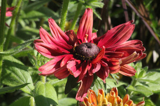 Rudbeckia - Cherry Brandy, 1 Pack