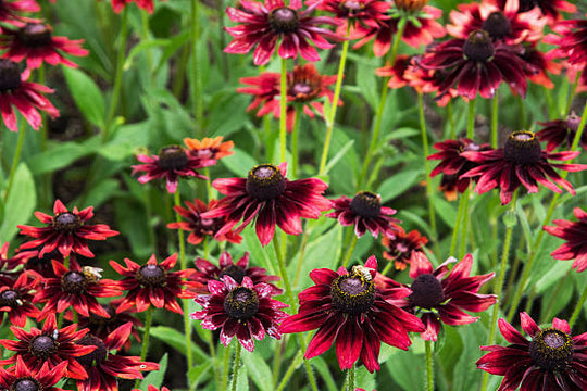 Rudbeckia - Cherry Brandy, 1 Pack