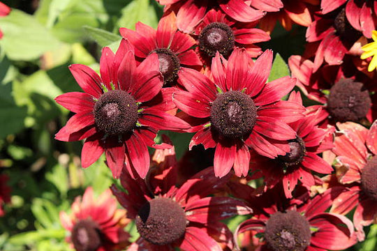 Rudbeckia - Cherry Brandy, 1 Pack