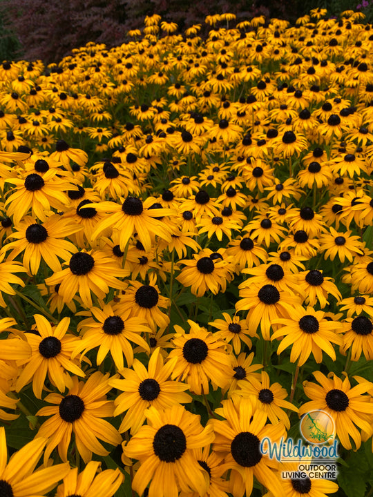 Rudbeckia - Goldstrum, 1 Pack