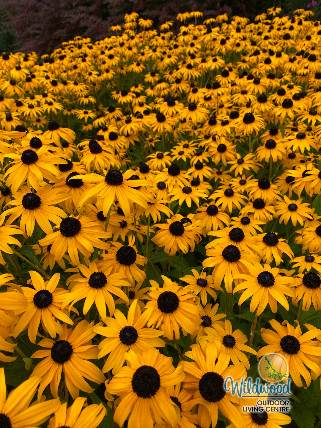 Rudbeckia - Little Gold Star, 1 Pack