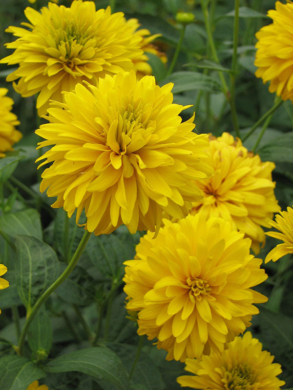 Rudbeckia - Goldquelle, 1 Pack