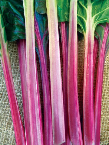 Rhubarb Victoria International - Aimers Seeds