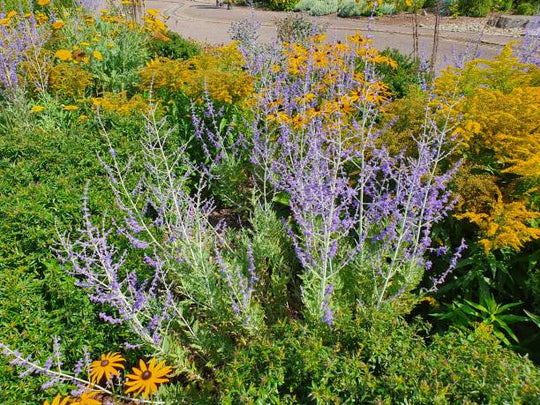 Russian Sage - Little Spire, 1 Pack