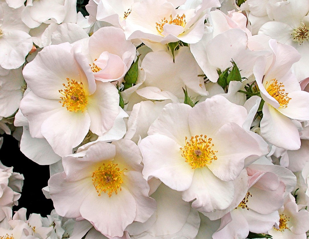 Sally Holmes - Star Roses and Plants – Wildwood Outdoor Living