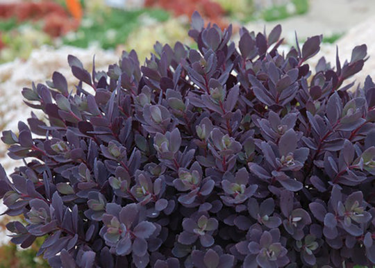 Sedum SunSparkler - Plum Dazzled, 1 Pack