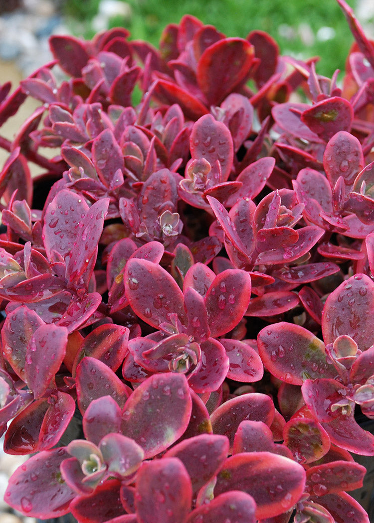 Sedum SunSparkler - Wildfire, 1 Pack