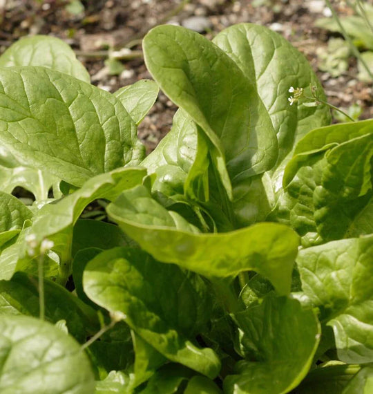 Spinach Space - West Coast Seeds