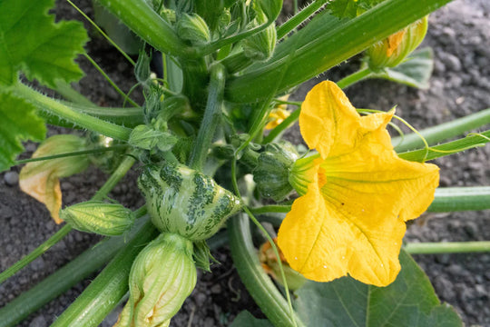 Squash Patty Pan Green Lightning - West Coast Seeds