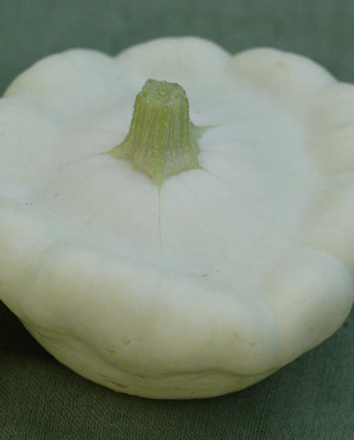 Squash Benning's Green Tint - West Coast Seeds