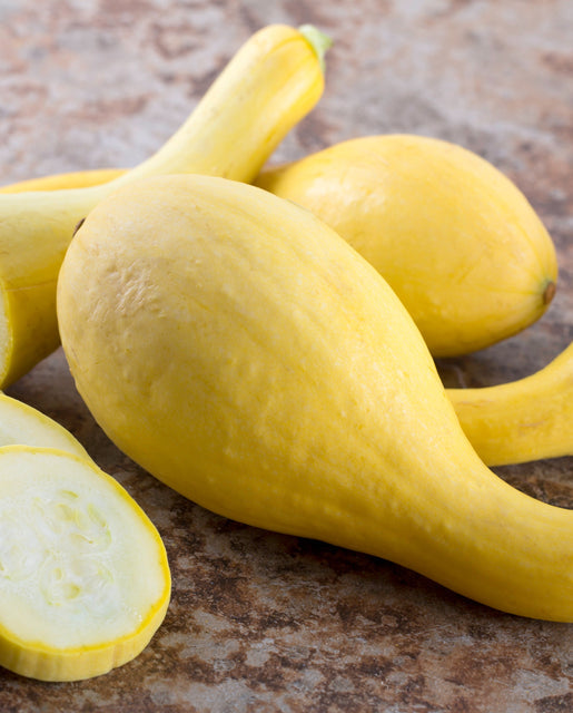 Zucchini Golden Summer - West Coast Seeds