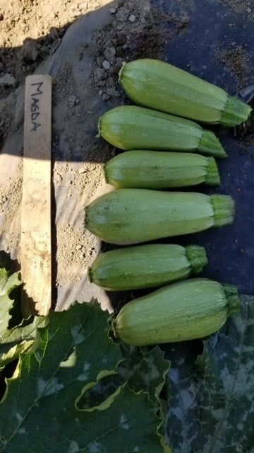 Zucchini Magda - West Coast Seeds