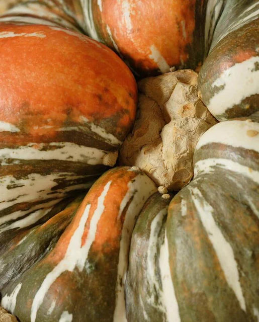 Squash Buttercup Turk's Turban - West Coast Seeds