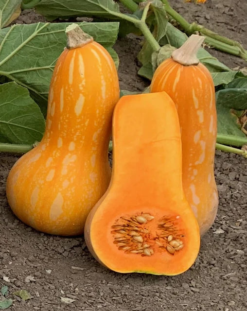 Squash Autumn Gold - West Coast Seeds