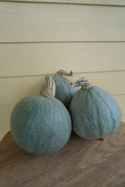 Organic Squash Baby Blue - West Coast Seeds