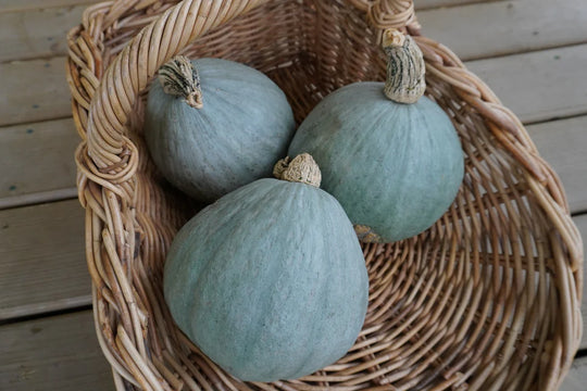 Organic Squash Baby Blue - West Coast Seeds